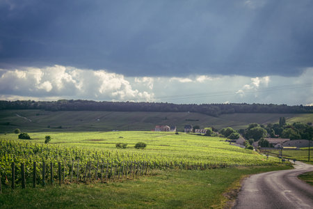 Reims, France, May 13, 2025. Champagne vineyards near Reims. Champagne wines are known worldwide and are unique because they only grow in this region of France. In spring, the leaves begin to grow.の写真素材