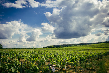 Reims, France, May 13, 2025. Champagne vineyards near Reims. Champagne wines are known worldwide and are unique because they only grow in this region of France. In spring, the leaves begin to grow.の写真素材