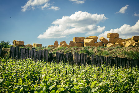 Reims, France, May 13, 2025. Champagne vineyards near Reims. Champagne wines are known worldwide and are unique because they only grow in this region of France. In spring, the leaves begin to grow.の写真素材