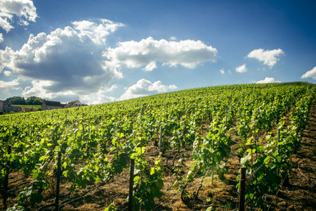 Reims, France, May 13, 2025. Champagne vineyards near Reims. Champagne wines are known worldwide and are unique because they only grow in this region of France. In spring, the leaves begin to grow.の写真素材