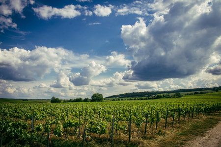 Reims, France, May 13, 2025. Champagne vineyards near Reims. Champagne wines are known worldwide and are unique because they only grow in this region of France. In spring, the leaves begin to grow.の写真素材
