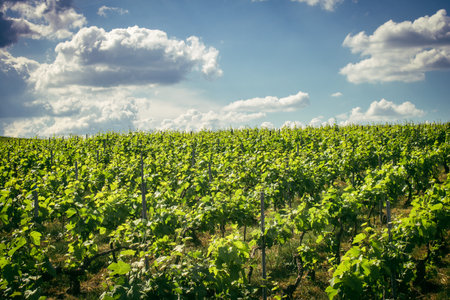 Reims, France, May 13, 2025. Champagne vineyards near Reims. Champagne wines are known worldwide and are unique because they only grow in this region of France. In spring, the leaves begin to grow.の写真素材