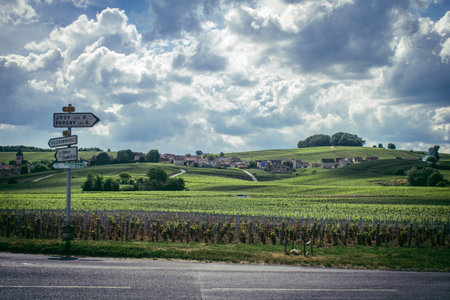 Reims, France, May 13, 2025. Champagne vineyards near Reims. Champagne wines are known worldwide and are unique because they only grow in this region of France. In spring, the leaves begin to grow.の写真素材