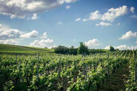Reims, France, May 13, 2025. Champagne vineyards near Reims. Champagne wines are known worldwide and are unique because they only grow in this region of France. In spring, the leaves begin to grow.の写真素材