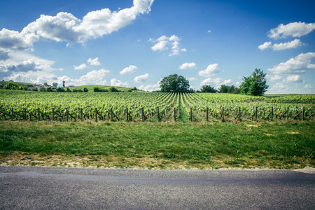 Reims, France, May 13, 2025. Champagne vineyards near Reims. Champagne wines are known worldwide and are unique because they only grow in this region of France. In spring, the leaves begin to grow.の写真素材