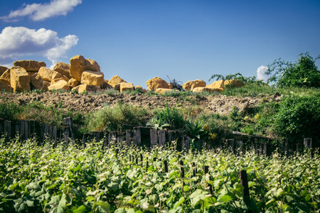 Reims, France, May 13, 2025. Champagne vineyards near Reims. Champagne wines are known worldwide and are unique because they only grow in this region of France. In spring, the leaves begin to grow.の写真素材