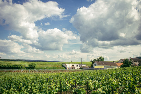 Reims, France, May 13, 2025. Champagne vineyards near Reims. Champagne wines are known worldwide and are unique because they only grow in this region of France. In spring, the leaves begin to grow.の写真素材