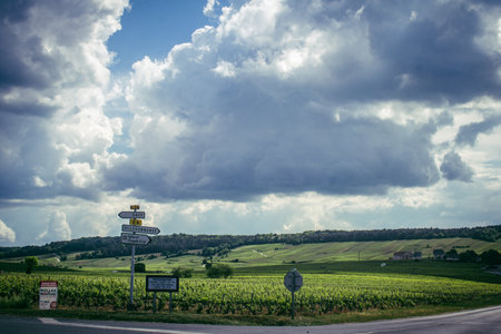 Reims, France, May 13, 2025. Champagne vineyards near Reims. Champagne wines are known worldwide and are unique because they only grow in this region of France. In spring, the leaves begin to grow.の写真素材