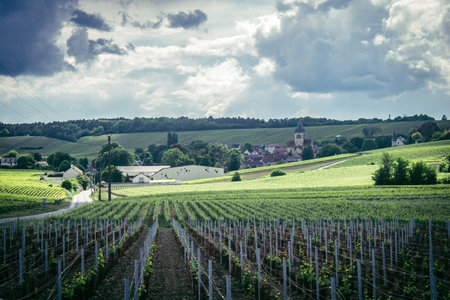 Reims, France, May 13, 2025. Champagne vineyards near Reims. Champagne wines are known worldwide and are unique because they only grow in this region of France. In spring, the leaves begin to grow.の写真素材