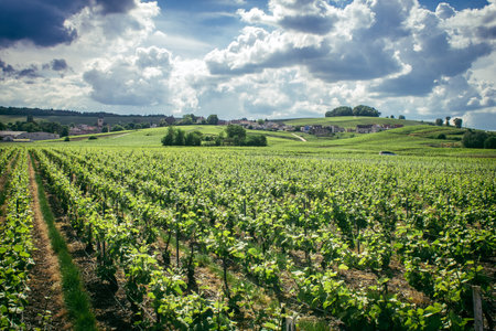 Reims, France, May 13, 2025. Champagne vineyards near Reims. Champagne wines are known worldwide and are unique because they only grow in this region of France. In spring, the leaves begin to grow.の写真素材