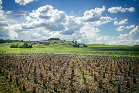 Reims, France, May 13, 2025. Champagne vineyards near Reims. Champagne wines are known worldwide and are unique because they only grow in this region of France. In spring, the leaves begin to grow.の写真素材