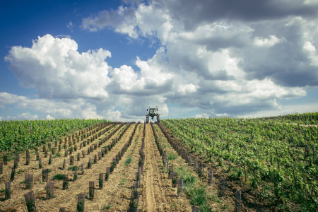 Reims, France, May 13, 2025. Champagne vineyards near Reims. Champagne wines are known worldwide and are unique because they only grow in this region of France. In spring, the leaves begin to grow.の写真素材