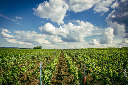 Reims, France, May 13, 2025. Champagne vineyards near Reims. Champagne wines are known worldwide and are unique because they only grow in this region of France. In spring, the leaves begin to grow.の写真素材