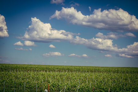 Reims, France, May 13, 2025. Champagne vineyards near Reims. Champagne wines are known worldwide and are unique because they only grow in this region of France. In spring, the leaves begin to grow.の写真素材
