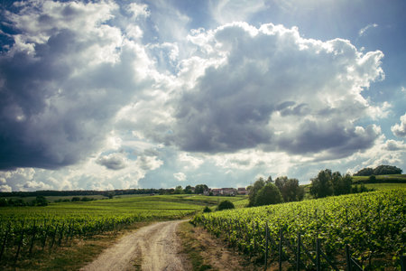Reims, France, May 13, 2025. Champagne vineyards near Reims. Champagne wines are known worldwide and are unique because they only grow in this region of France. In spring, the leaves begin to grow.の写真素材