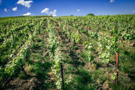 Reims, France, May 13, 2025. Champagne vineyards near Reims. Champagne wines are known worldwide and are unique because they only grow in this region of France. In spring, the leaves begin to grow.の写真素材