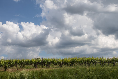 Reims, France, May 13, 2025. Champagne vineyards near Reims. Champagne wines are known worldwide and are unique because they only grow in this region of France. In spring, the leaves begin to grow.の写真素材