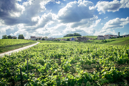 Reims, France, May 13, 2025. Champagne vineyards near Reims. Champagne wines are known worldwide and are unique because they only grow in this region of France. In spring, the leaves begin to grow.の写真素材
