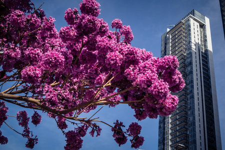 Tel Aviv, Israel, March 6, 2026 Pink flowering trees in full spring bloom contrast with the modern...