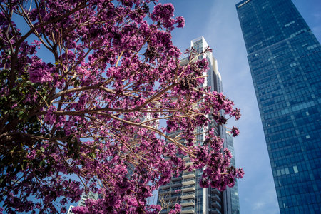 Tel Aviv, Israel, March 6, 2026 Pink flowering trees in full spring bloom contrast with the modern...