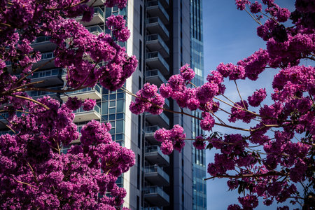 Tel Aviv, Israel, March 6, 2026 Pink flowering trees in full spring bloom contrast with the modern...
