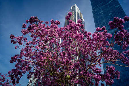Tel Aviv, Israel, March 6, 2026 Pink flowering trees in full spring bloom contrast with the modern...