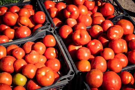 Hebron, Palestinian Territory, February 5, 2026 Traditional outdoor market in Hebron old city. Fresh fruits and vegetables at a local stall, showing daily life and commerce in the West Bank center.のeditorial素材