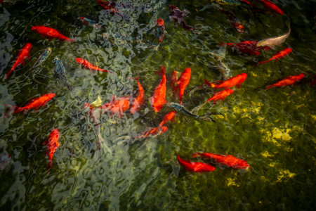 Tel Aviv, Israel, March 12, 2026 Goldfish and koi fish swim among lotus leaves and water lilies in...