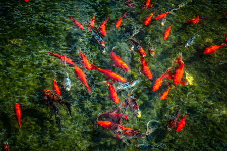 Tel Aviv, Israel, March 12, 2026 Goldfish and koi fish swim among lotus leaves and water lilies in...