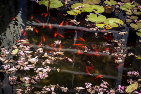 Tel Aviv, Israel, March 12, 2026 Goldfish and koi fish swim among lotus leaves and water lilies in an ornamental pond in a public space in the Israeli city of Tel Aviv. A scene of urban nature and daily life in the Israeli metropolis.のeditorial素材