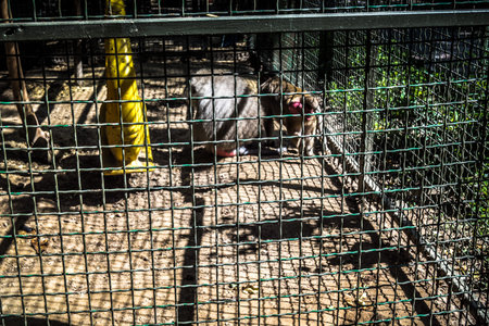 Lisne, Ukraine, August 5, 2025 Feldman Ecopark is a landscaped park that combines animal care and...