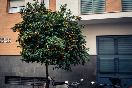 Seville, Spain, December 9, 2025 Seville is the first city in the world to produce oranges. This is involves recovering wasted oranges and producing electricity through the fermentation of the fruit.のeditorial素材