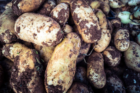 Hebron, West Bank, Palestine - February 12, 2026 Fresh vegetables on display at a traditional street stall in the old city of Hebron. Daily economic activity and trade in the Palestinian territory.のeditorial素材