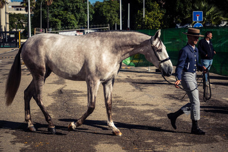 Seville, Spain, November 18, 2025 Rider and horse at the International Horse Show, SICAB, in...
