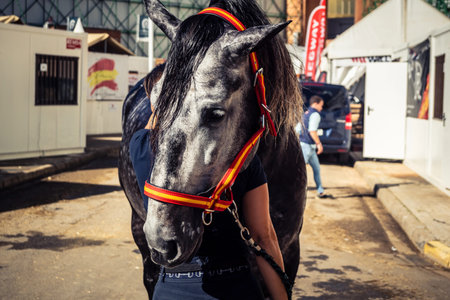 Seville, Spain, November 18, 2025 Horse at the International Horse Show, SICAB, in Seville. The...
