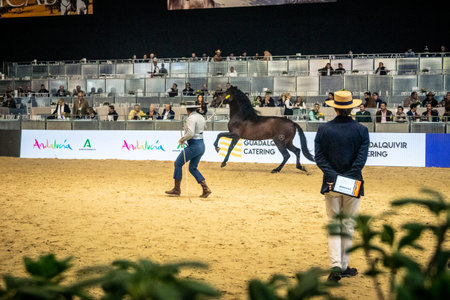 Seville, Spain, November 20, 2025 Competition at the International Horse Show, SICAB, in Seville....