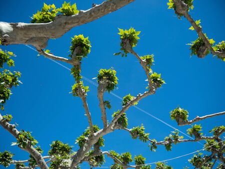 Branches and green leaves. They are under a blue sky with a white trail from a plane.