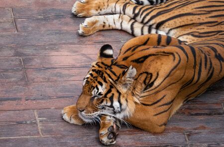 Wild tiger sleeping. He is on a wooden floor in the natural park of Cabarceno in Cantabria, Spain.の写真素材
