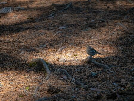 Sparrow standing on a root in a floor full of little sticks. It is a sunny day and the sun beams go...