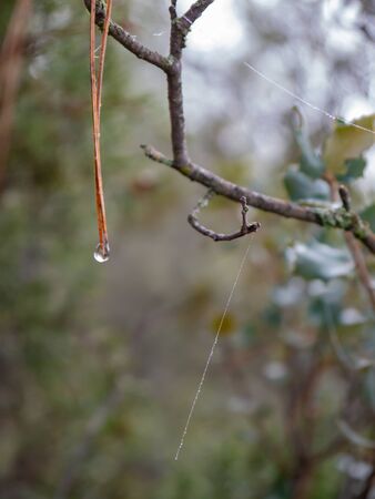 Water drop falling from a stick. It is a foggy morning and everything is covered with morning dew.の写真素材