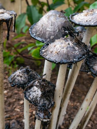 Group of toadstools in the country. They are apparently rotting and seem to be inedible.の写真素材