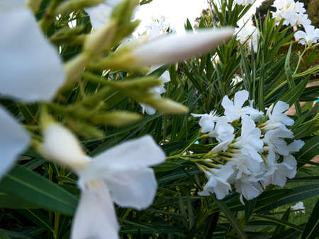 Close up of a group of white flowers with many leaves in a back gardenの写真素材