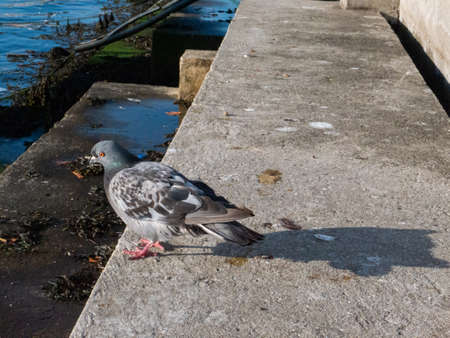 Pigeon cooling off and looking for food on a staircase by the beach water.の写真素材