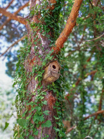 Small wooden birdhouse hanging under a thick branch of a tree that is surrounded by leaves and vegetationの写真素材