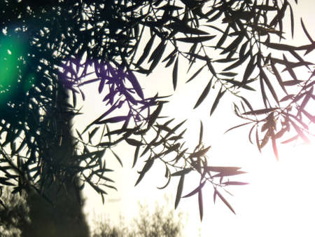 Detail of branches with leaves of a tree and vegetation in the background against the light in a...
