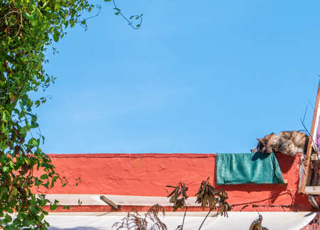 Dog sleeping peacefully on a rooftop near a green-leafed tree under a sunny, all-blue summer skyの写真素材