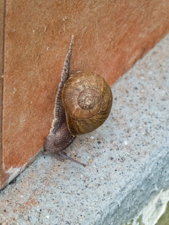 Brown snail walking on a wallの写真素材
