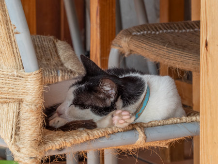 Portrait of a black and white cat sleeping on a wicker chairの写真素材
