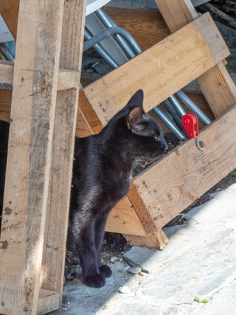 Black cat taking refuge and watching among some wooden palletsの写真素材