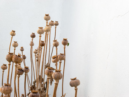 Plant buds with a green insect in front of a white wallの写真素材